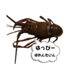 生き物シリーズ:伊勢海老2（個別スタンプ：14）