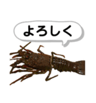 生き物シリーズ:伊勢海老2（個別スタンプ：18）