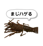 生き物シリーズ:伊勢海老2（個別スタンプ：19）
