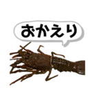生き物シリーズ:伊勢海老2（個別スタンプ：20）