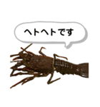 生き物シリーズ:伊勢海老2（個別スタンプ：22）