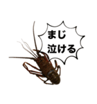 生き物シリーズ:伊勢海老2（個別スタンプ：25）