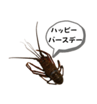 生き物シリーズ:伊勢海老2（個別スタンプ：27）