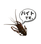 生き物シリーズ:伊勢海老2（個別スタンプ：28）