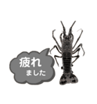 生き物シリーズ:伊勢海老2（個別スタンプ：31）