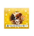 チワワの日常会話集（個別スタンプ：7）