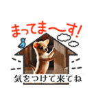 チワワの日常会話集（個別スタンプ：8）