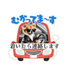 チワワの日常会話集（個別スタンプ：9）
