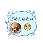 チワワの日常会話集（個別スタンプ：15）