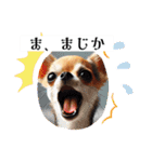 チワワの日常会話集（個別スタンプ：22）