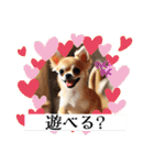 チワワの日常会話集（個別スタンプ：24）