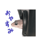 レオパのせっしゅうスタンプ（個別スタンプ：5）