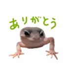 レオパのせっしゅうスタンプ（個別スタンプ：8）