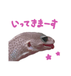 レオパのせっしゅうスタンプ（個別スタンプ：16）