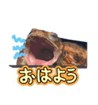 ミヤコヒキガエルのスタンプ（個別スタンプ：1）