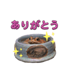 ミヤコヒキガエルのスタンプ（個別スタンプ：5）