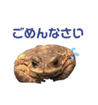 ミヤコヒキガエルのスタンプ（個別スタンプ：6）