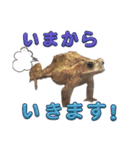 ミヤコヒキガエルのスタンプ（個別スタンプ：9）