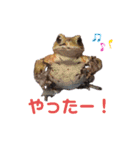 ミヤコヒキガエルのスタンプ（個別スタンプ：13）