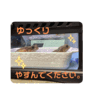 ミヤコヒキガエルのスタンプ（個別スタンプ：19）