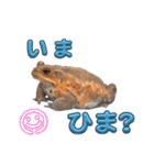 ミヤコヒキガエルのスタンプ（個別スタンプ：22）