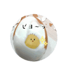 ピヨちゃんLINEスタンプ（個別スタンプ：13）