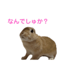 うさぎのらてちゃん すたんぷ そのご！（個別スタンプ：7）