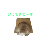 うさぎのらてちゃん すたんぷ そのご！（個別スタンプ：10）