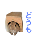 うさぎのらてちゃん すたんぷ そのご！（個別スタンプ：13）