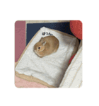 うさぎのらてちゃん すたんぷ そのご！（個別スタンプ：17）