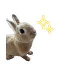 うさぎのらてちゃん すたんぷ そのご！（個別スタンプ：20）