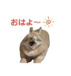 うさぎのらてちゃん すたんぷ そのご！（個別スタンプ：24）