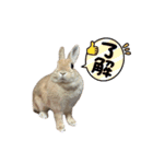 うさぎのらてちゃん すたんぷ そのご！（個別スタンプ：32）