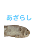 うさぎのらてちゃん すたんぷ そのご！（個別スタンプ：37）