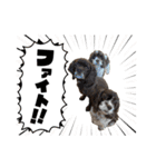 アメリカンコッカースパニエル7（個別スタンプ：23）