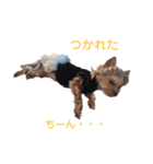 ヨークシャーテリアの ゆめ（個別スタンプ：4）
