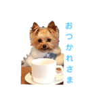 ヨークシャーテリアの ゆめ（個別スタンプ：5）