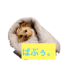 ヨークシャーテリアの ゆめ（個別スタンプ：6）