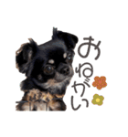 うちの犬ちゃん 需要わからんスタンプ（個別スタンプ：6）