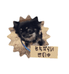 うちの犬ちゃん 需要わからんスタンプ（個別スタンプ：8）