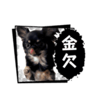 うちの犬ちゃん 需要わからんスタンプ（個別スタンプ：10）