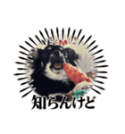 うちの犬ちゃん 需要わからんスタンプ（個別スタンプ：14）