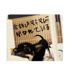 うちの犬ちゃん 需要わからんスタンプ（個別スタンプ：19）