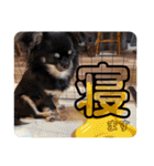 うちの犬ちゃん 需要わからんスタンプ（個別スタンプ：21）