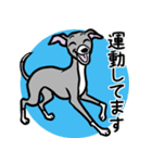 おでかけイタグレ達のスタンプ（個別スタンプ：6）