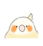 ゆるかわおかめいんこ（個別スタンプ：1）