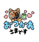とら②年始～受験生応援。。（個別スタンプ：22）