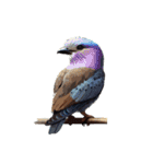 鳥の詰め合わせ（個別スタンプ：5）