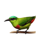 鳥の詰め合わせ（個別スタンプ：10）