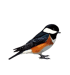 鳥の詰め合わせ（個別スタンプ：15）